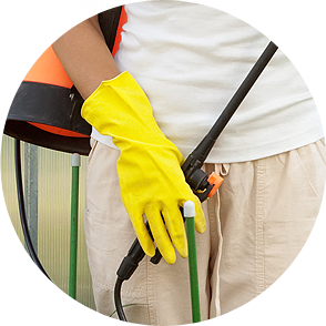 CHINCHES DE CAMA , FUMIGACION DE CHINCHES DE CAMA , CHINCHE